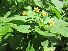 20190608Galinsoga parviflora1.jpg