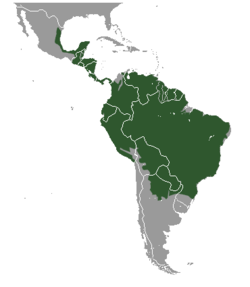 Distribución del ocelote