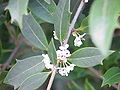 Osmanthus heterophyllus