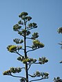 infiorescenza panicoliforme di Agave americana