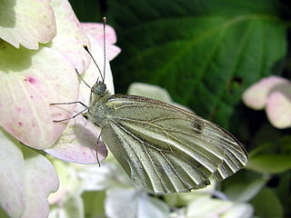 Pieris napi