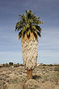 Washingtonia filifera, de la tribu des Trachycarpeae.