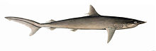 Illustration d'un requin, vu de côté.