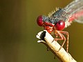 Ceriagrion tenellum