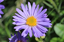 European Michaelmas Daisy, Aster amellus (Björn S...)