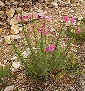 Epilobium dodonaei 2.jpg