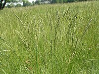 Festuca rupicola