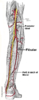 Fibular artery