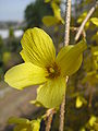 Květ zlatice převislé (Forsythia suspensa)