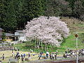 臥龍桜と臥龍公園