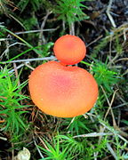 Gewoon vuurzwammetje (Hygrocybe miniata). Locatie, Hortus (Haren, Groningen) 01.JPG