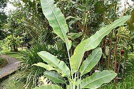 Heliconia angusta 11zz.jpg