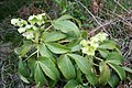 Helleborus argutifolius