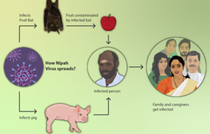 How the Nipah virus spreads[13]