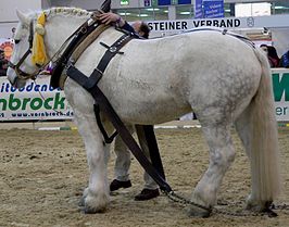 Een percheron op een sleepwedstrijd