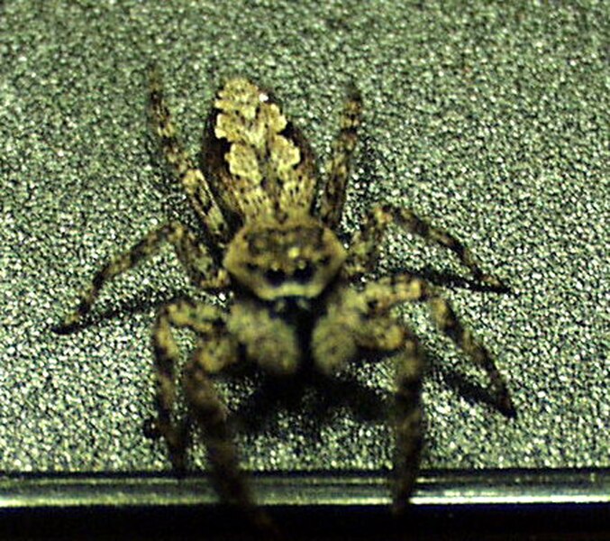 File:Platycryptus undatus2.jpg