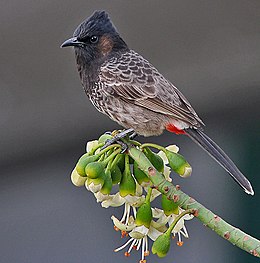 Kormos bülbül (Pycnonotus cafer)