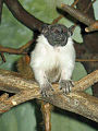 Saguinus bicolor