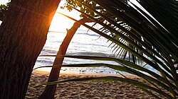 Closeup of ocean, sand, tree trunk and sunset shining through at Maria's Beach