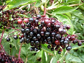 Сау фæдæгъд (Sambucus nigra)