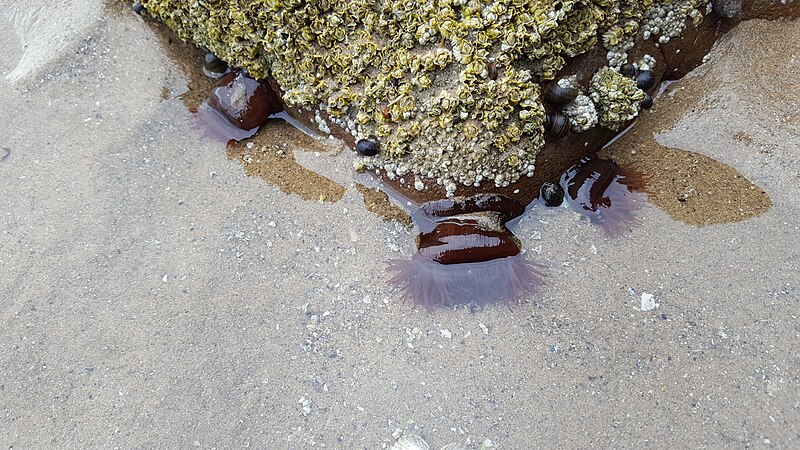 File:Sea anemones at Saundersfoot beach, Pembrokshire, Wales.jpg