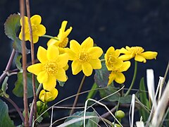 Am Ufer schon Frühling