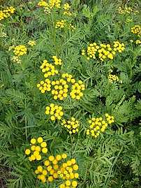 A gilisztaűző varádics (Chrysanthemum/Tanacetum vulgare) távol tartja fonalférgeket és káliumot tartalmaz.