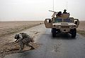 US soldier checks pothole for mines in Iraq