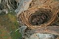 White-breasted Woodswallow chicks