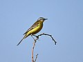 Motacilla flava beema, male