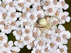 Misumena vatia (Goldenrod Crab Spider)