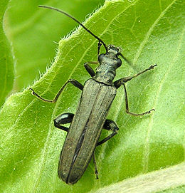 Laibavabalis (Oedemera sp.)