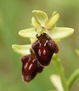 Ophrys sphegodes