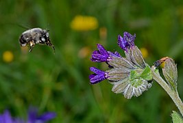 Anthophora sp.