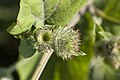 Arctium nemorosum Velennes (Somme), France