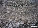 A magnified cross-section of a stromatoporoid, showing internal laminae, pillars, and galleries. From the Jefferson Formation (Devonian) of Montana