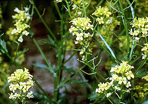 ordinara barbareo (Barbarea vulgaris)