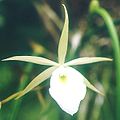 Brassavola flagellaris