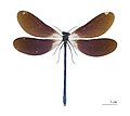 Calopteryx virgo meridionalis – spreparowany okaz