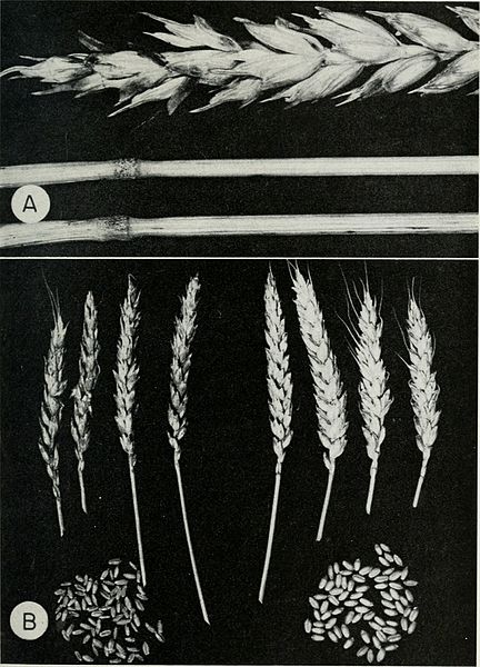 File:Diseases of wheat, oats, barley, and rye (1960) (20980267391).jpg