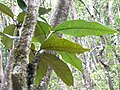 Feuille de Bois clou.