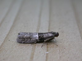 Elegia fallax