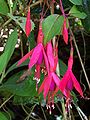 Fuchsia magellanica