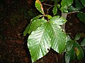 Het aantal zijnerven aan beide zijden van de hoofdnerf is het gemakkelijkste kenmerk ter onderscheid van de beuk (Fagus sylvatica).