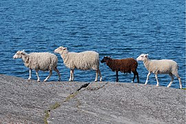 Finnish anti-vegetation task force on a Baltic sea island.jpg