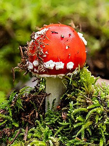 Amanita muscaria (Fly Agaric)