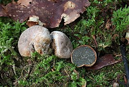 Hysterangium stoloniferum (Hysterangiales).