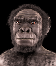 Homo habilis