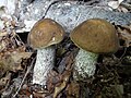 Leccinum griseum