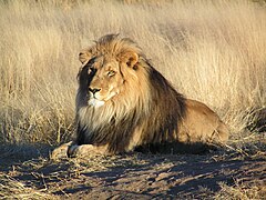 Löwe (Panthera leo)